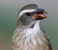 Trinca-Ferro